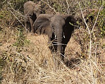 Africa selectie - 033