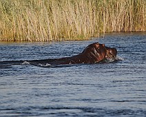 Africa selectie - 048