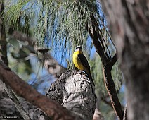IMG_6982 Eastern Yellow Robin