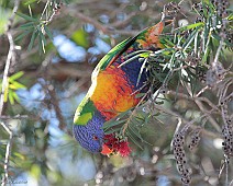 IMG_6988 Rainbow Lorikeet