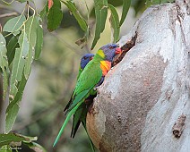 IMG_7061 Noosa, Rainbow Lorikeet