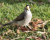 IMG_7141 Noisy Miner