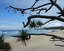 P1100070 Noosa