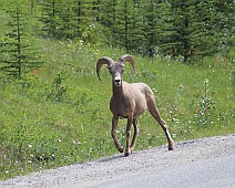 Canada selectie - 013