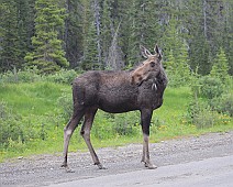 Canada selectie - 015