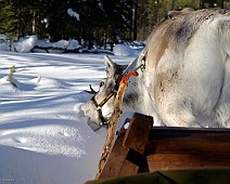 Lapland selectie - 03