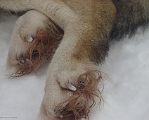 Lapland selectie - 07