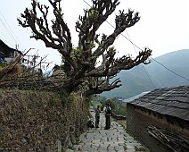 Nepal selectie - 038