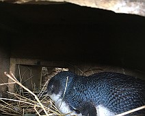 IMG_0016