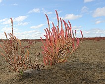 IMG_4602