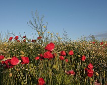 IMG_5711