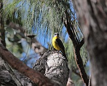 IMG_6982