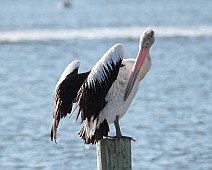 IMG_6991