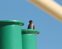 IMG_7112