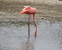 Caribische flamingo
