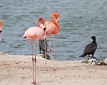 Caribische flamingo