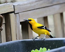 Kleine gele troepiaal