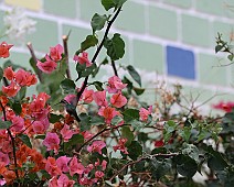 Blauwstaart smaragd kolibrie