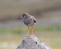 IMG_5259 Tureluur