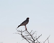 IMG_2994