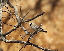 IMG_3331 Social weaverbird
