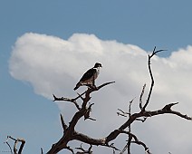 IMG_3719