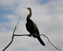 IMG_3832 Namibia, Cormorant