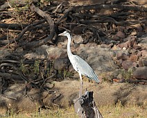 IMG_3899 Blauwe reiger