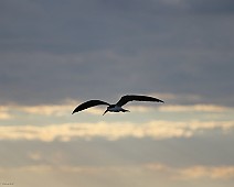 IMG_3972