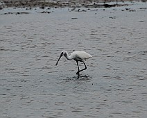 IMG_6021 Lepelaar