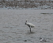 IMG_6026 Lepelaar