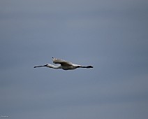 IMG_6050 Lepelaar