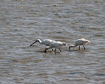 IMG_6055