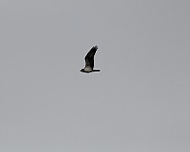 IMG_6300 Visarend