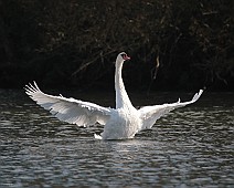 IMG_6521