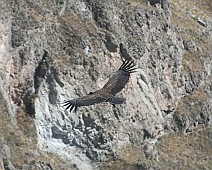 IMG_4869 Condor