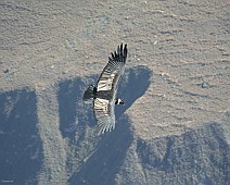 IMG_4922 Condor