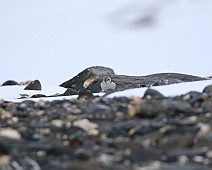 4X0A5863 Sneeuwgors