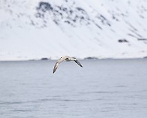 4X0A6161 Stormvogel
