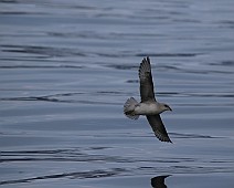 4X0A6563 Stormvogel