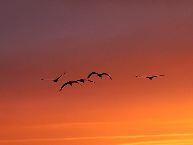 Duitsland Kraanvogels in Diepholz