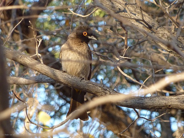 Namibia, Botswana