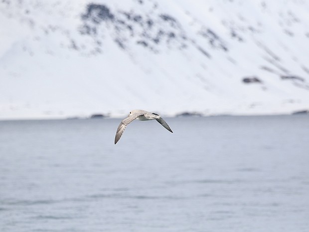 Spitsbergen