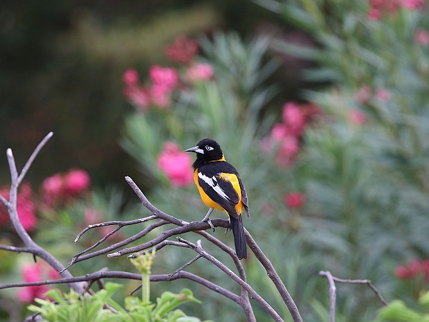 Vogels